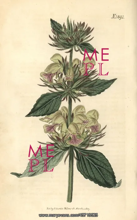  : Samian phlomis, Phlomis samia
