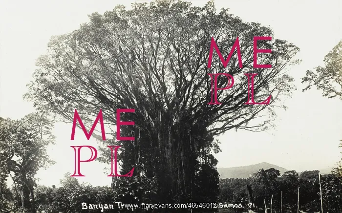  : Samoa - Banyan Tree