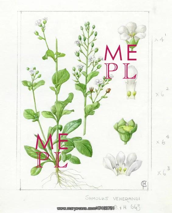 : Samolus valerandi - common brookweed : Samolus valerandi - common brookweed