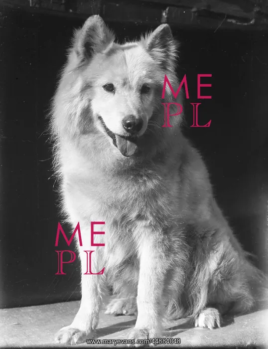  : A SAMOYED 1930S