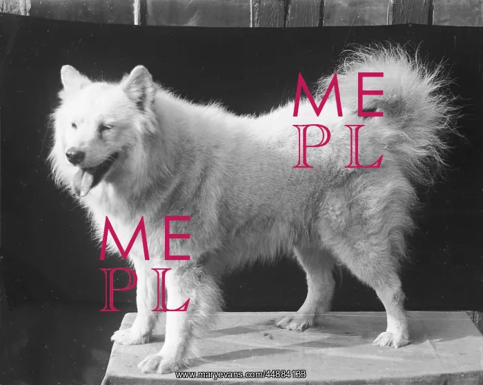  : A SAMOYED 1930S