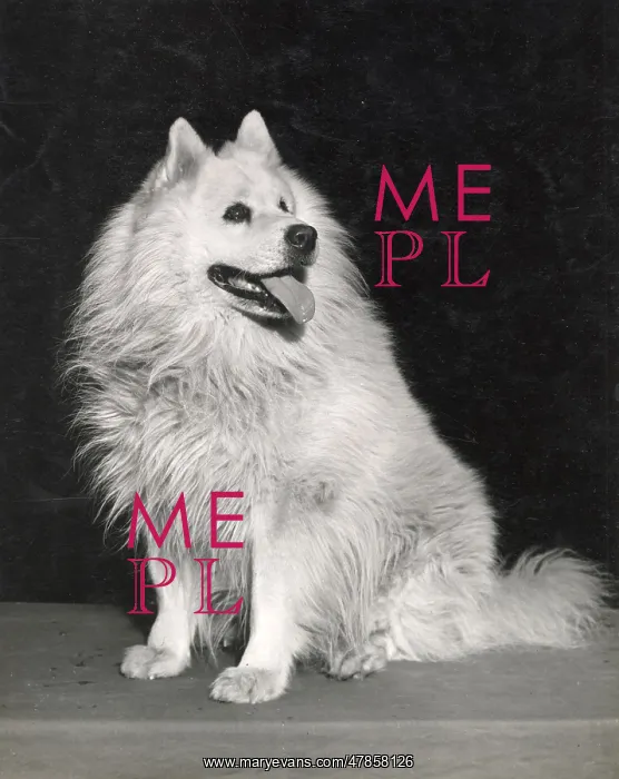  : Samoyed