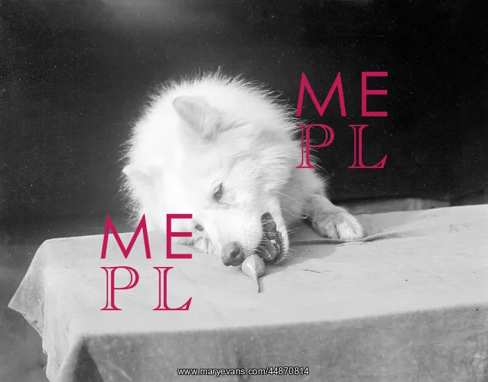  : A SAMOYED CHEWING