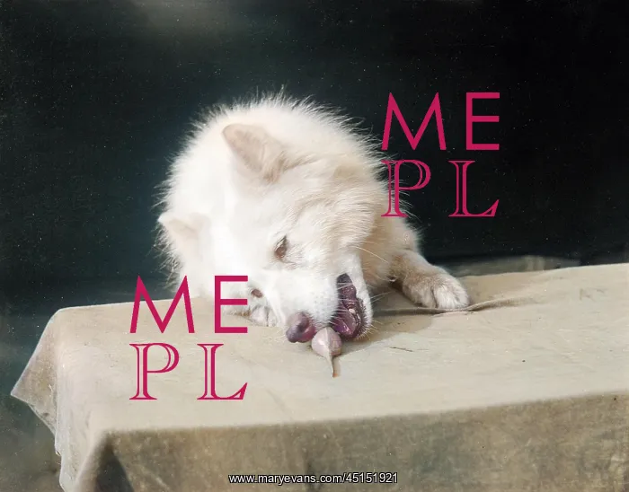: A SAMOYED CHEWING : A SAMOYED CHEWING