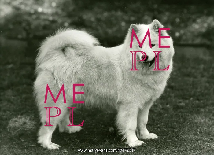 : SAMOYED / DAWN OF ARCTIC : SAMOYED / DAWN OF ARCTIC