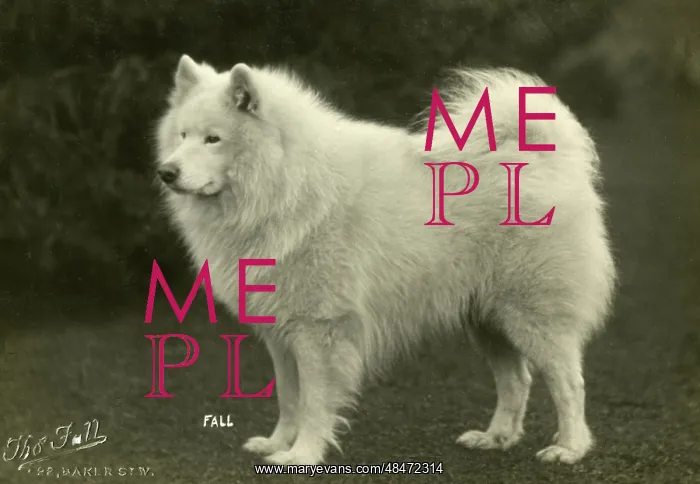 : SAMOYED / KARA SEA / 1928 : SAMOYED / KARA SEA / 1928