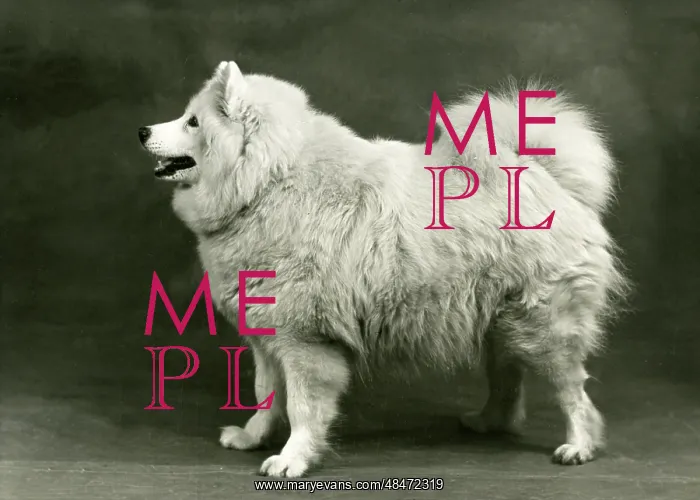 : SAMOYED / OF THE GLACIER : SAMOYED / OF THE GLACIER