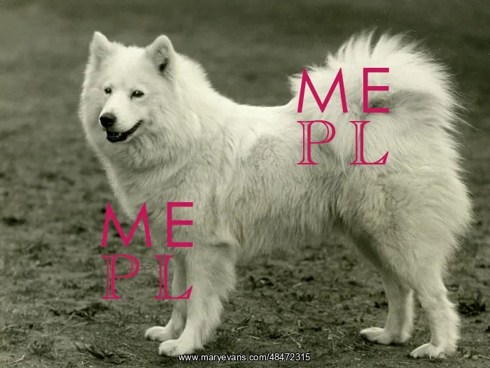  : SAMOYED / PEARLA OF KUBE