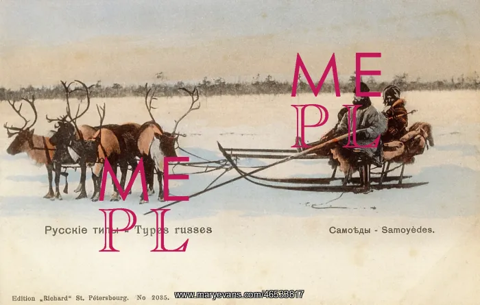 : Samoyed People with their reindeer sled : Samoyed People with their reindeer sled