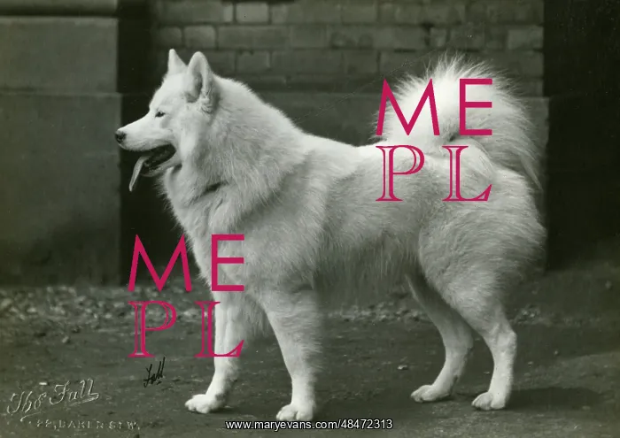  : SAMOYED / POLAR LIGHT