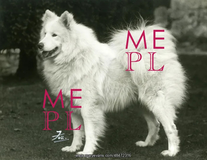  : SAMOYED / TITAN OF ARCTIC