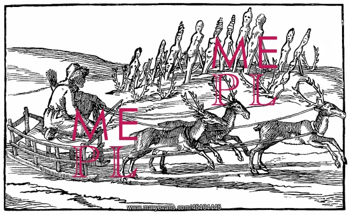 : Samoyed travelling on sleigh pulled by reindeer : Samoyed travelling on sleigh pulled by reindeer