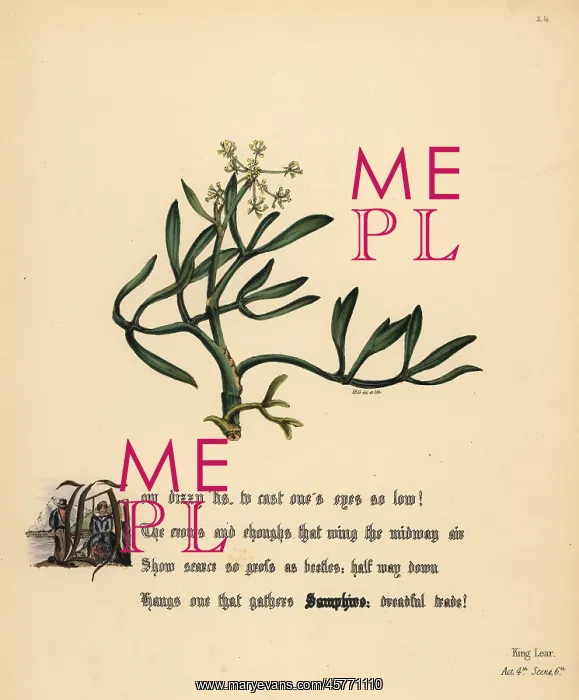 : Samphire (King Lear) : Samphire (King Lear)