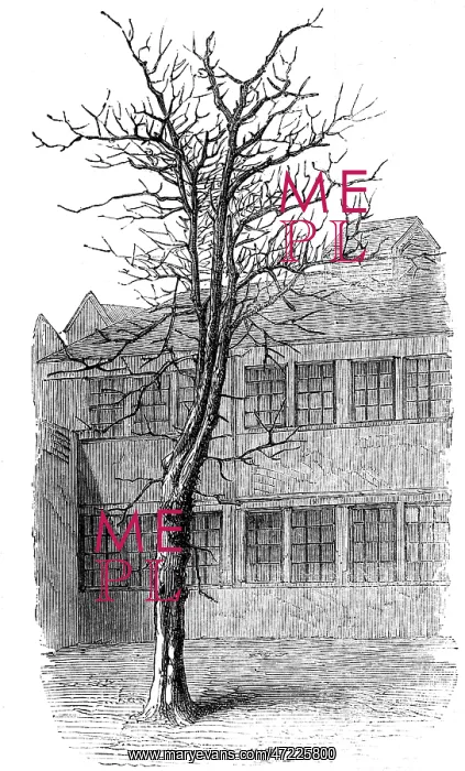 : SAMUEL JOHNSON / TREE : SAMUEL JOHNSON / TREE
