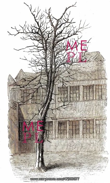 : SAMUEL JOHNSON / TREE : SAMUEL JOHNSON / TREE