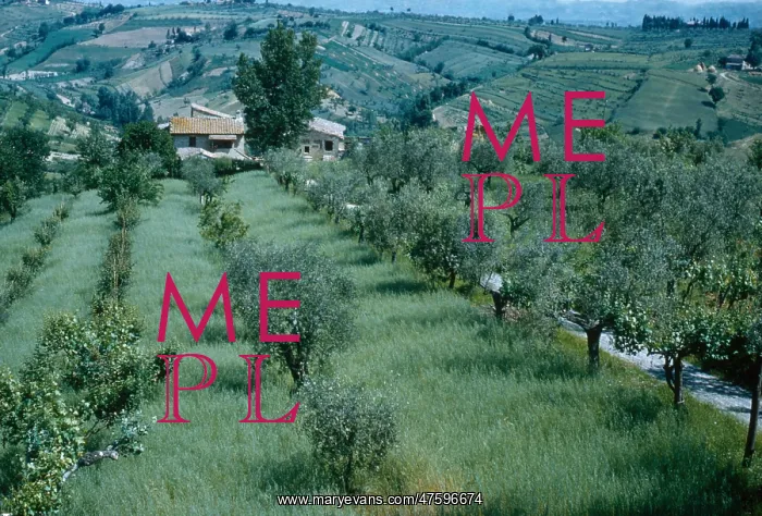 : San Gimignano Agriculture : San Gimignano Agriculture