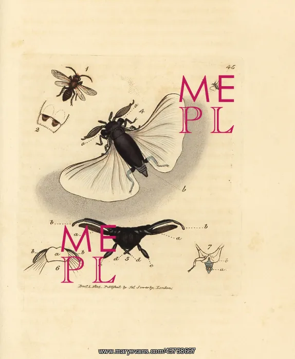 : Sand bee parasite, Stylops melittae : Sand bee parasite, Stylops melittae