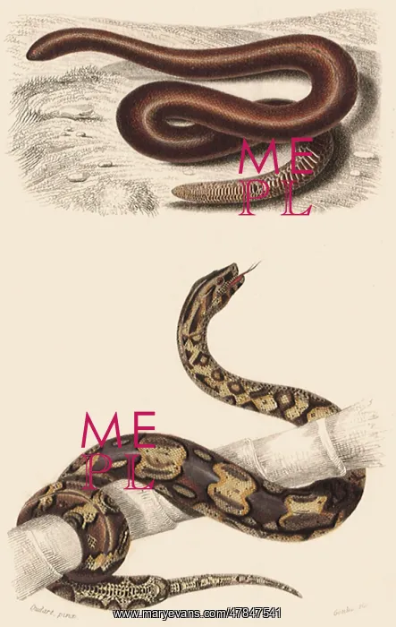  : A Sand Boa and a Boa Constrictor