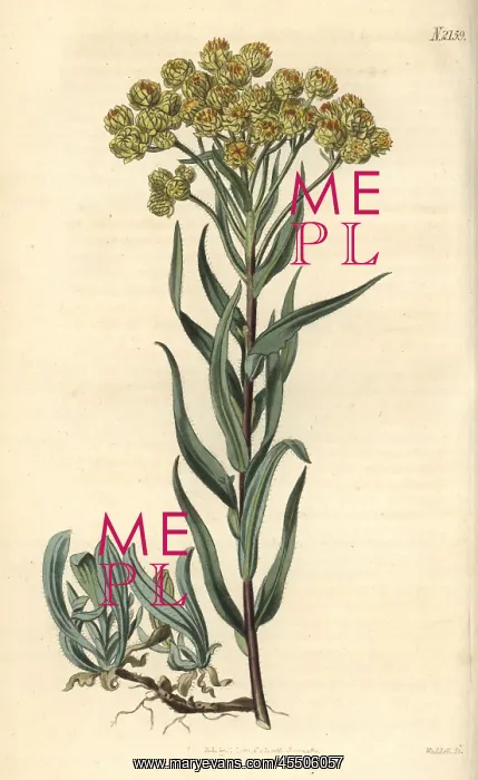 : Sand everlasting, Gnaphalium arenarium : Sand everlasting, Gnaphalium arenarium