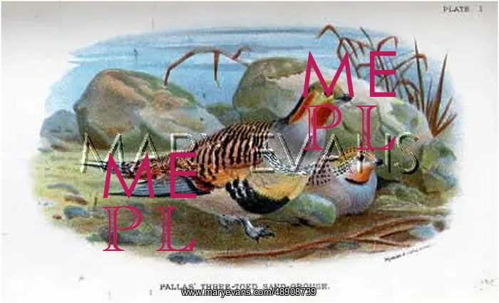 : SAND GROUSE : SAND GROUSE