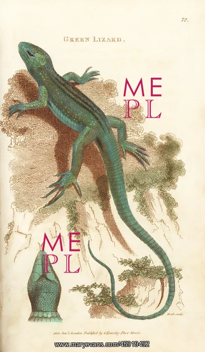 : Sand lizard, Lacerta agilis : Sand lizard, Lacerta agilis