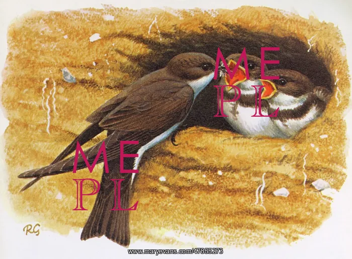 : SAND MARTINS : SAND MARTINS