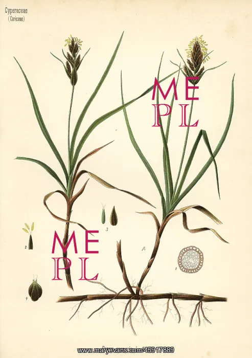 : Sand sedge, Carex arenaria : Sand sedge, Carex arenaria