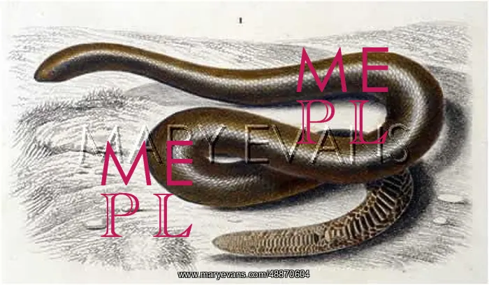: SAND SNAKE / DUHN : SAND SNAKE / DUHN