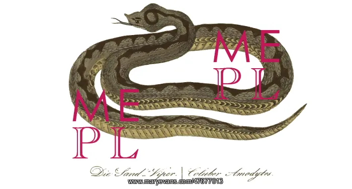 : Sand Viper : Sand Viper