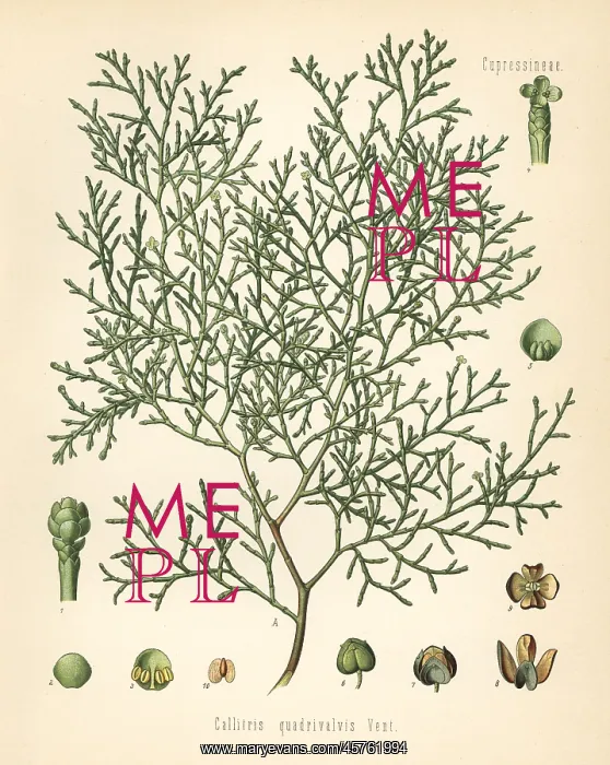 : Sandarac tree, Tetraclinis articulata : Sandarac tree, Tetraclinis articulata
