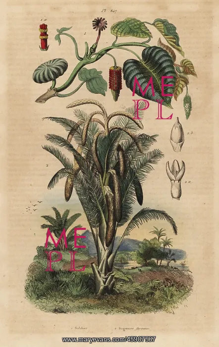 : Sandbox tree and true sago palm : Sandbox tree and true sago palm