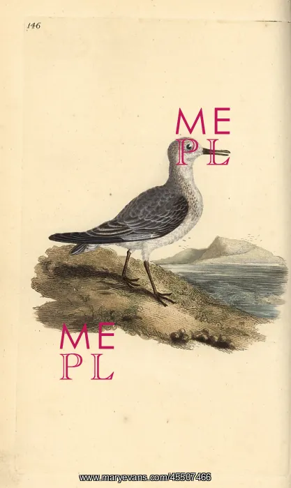 : Sanderling, Calidris alba : Sanderling, Calidris alba