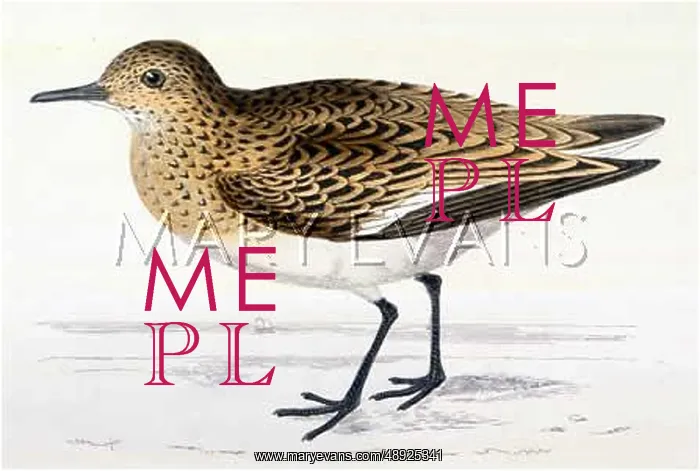 : SANDERLING (MORRIS) : SANDERLING (MORRIS)