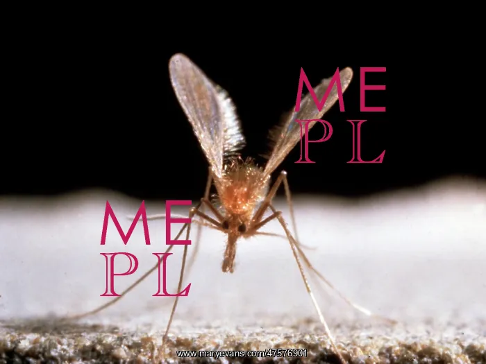 : Sandfly. Sandflies belong to the family Phlebotominae : Sandfly. Sandflies belong to the family Phlebotominae