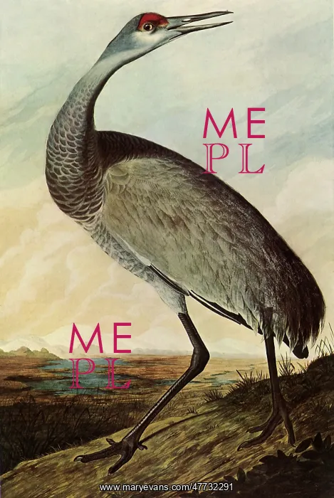 : Sandhill Crane : Sandhill Crane