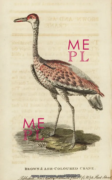 : Sandhill crane, Grus canadensis : Sandhill crane, Grus canadensis
