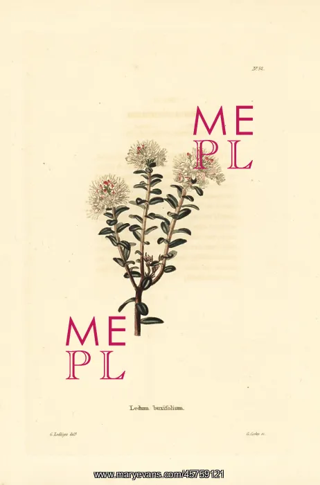 : Sandmyrtle, Kalmia buxifolia : Sandmyrtle, Kalmia buxifolia