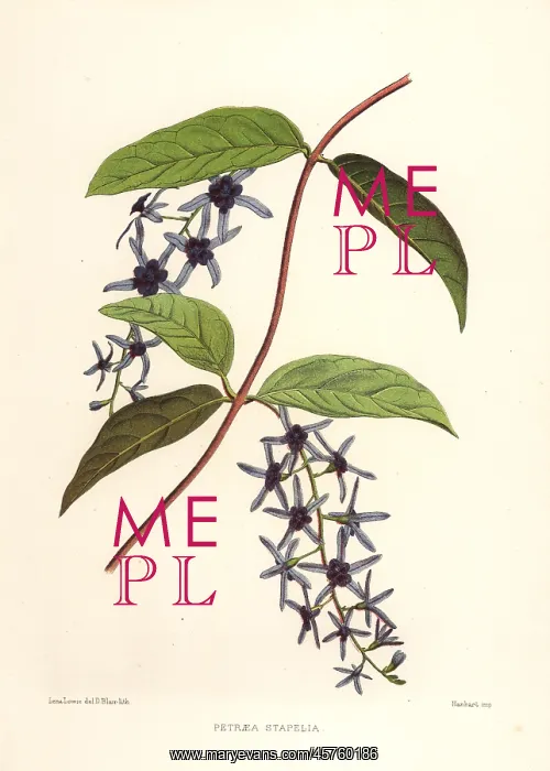 : Sandpaper vine, Petrea volubilis : Sandpaper vine, Petrea volubilis