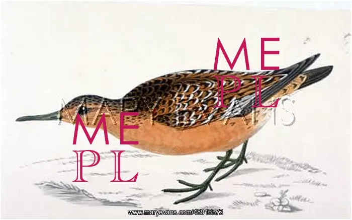 : SANDPIPER / KNOT 1851 : SANDPIPER / KNOT 1851