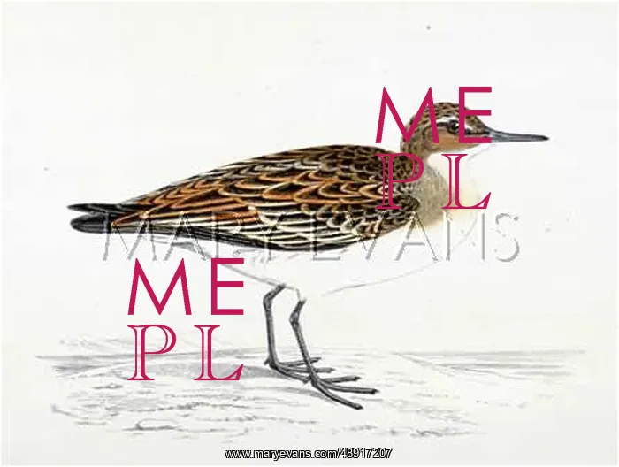 : SANDPIPER (MORRIS) : SANDPIPER (MORRIS)