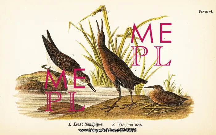 : Least sandpiper and Virginia rail : Least sandpiper and Virginia rail