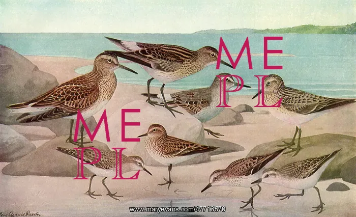 : Sandpipers : Sandpipers