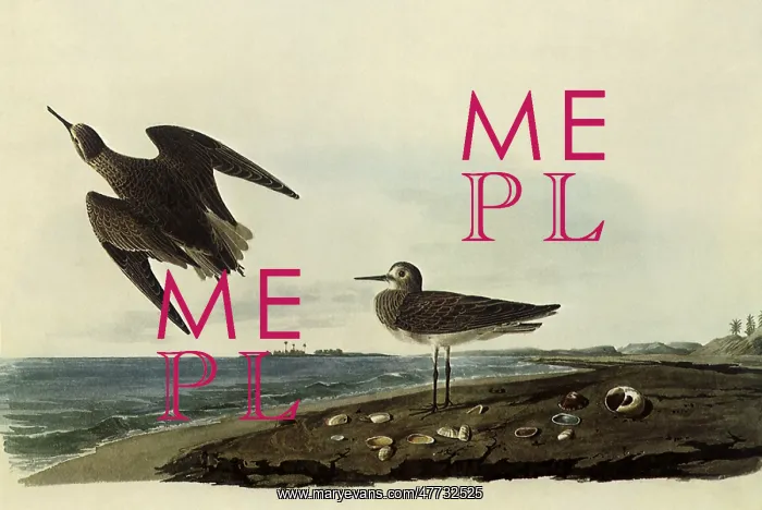  : Sandpipers