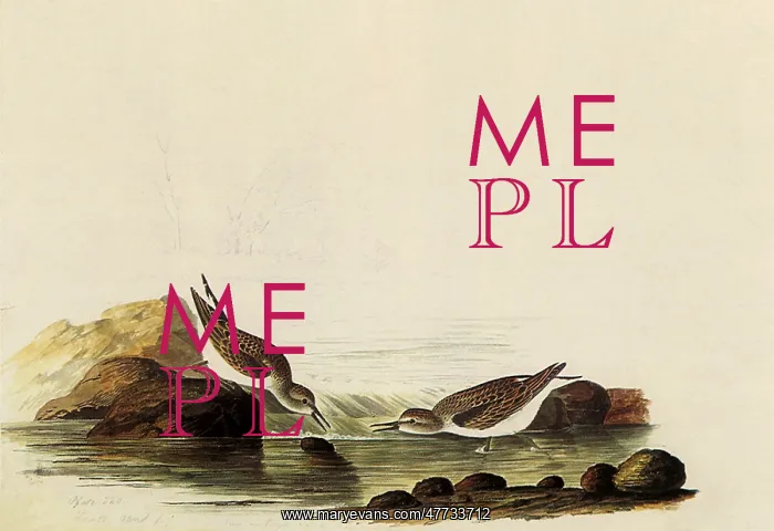  : Least Sandpipers