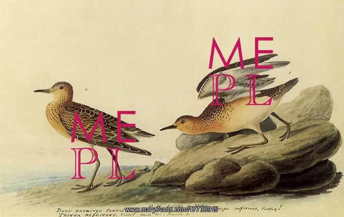  : Sandpipers