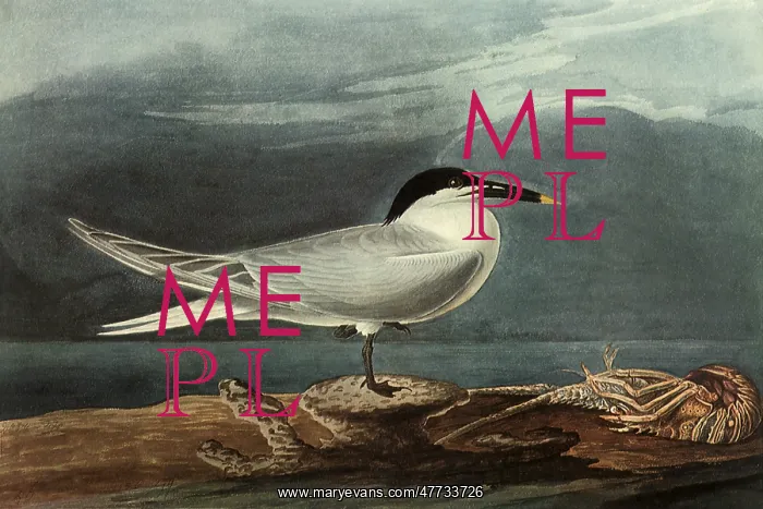 : Sandwich Tern : Sandwich Tern