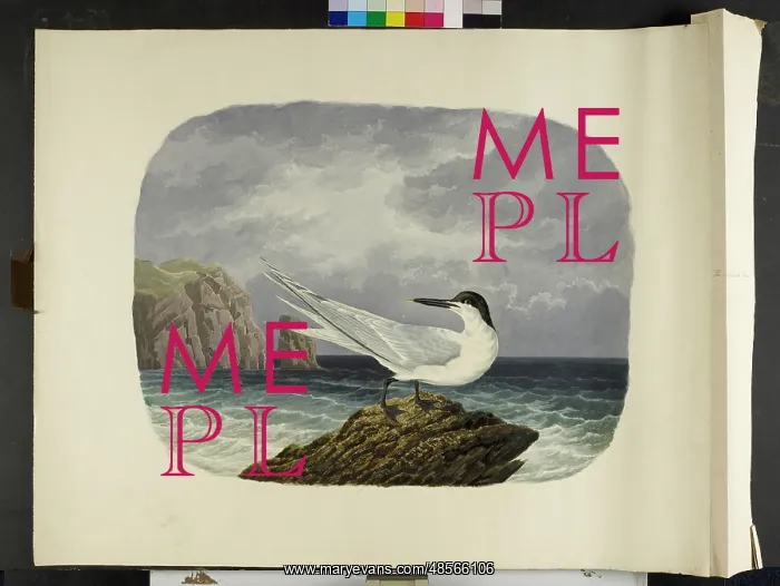 : The Sandwich tern, in summer plumage Sterna sandvicensis : The Sandwich tern, in summer plumage Sterna sandvicensis