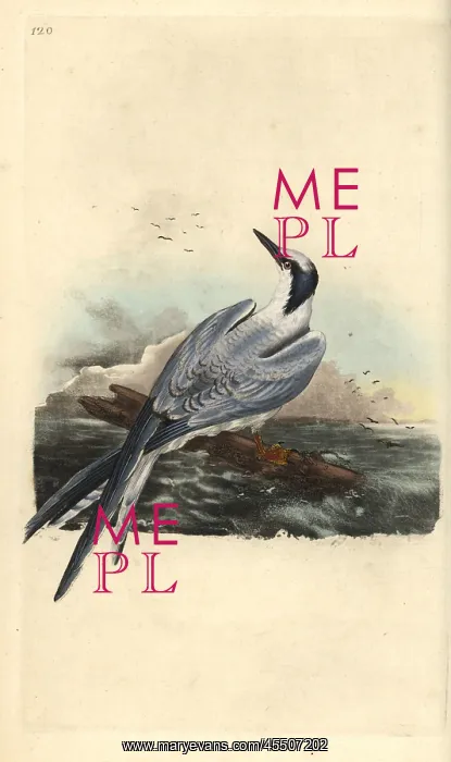 : Sandwich tern, Thalasseus sandvicensis : Sandwich tern, Thalasseus sandvicensis