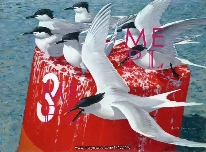 : Sandwich Terns on Number 3 : Sandwich Terns on Number 3