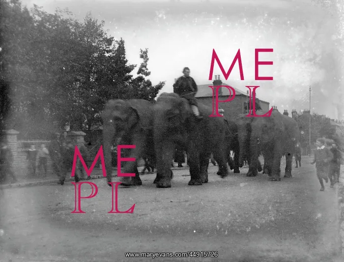 : Sangers circus elephants, Crook Log : Sangers circus elephants, Crook Log